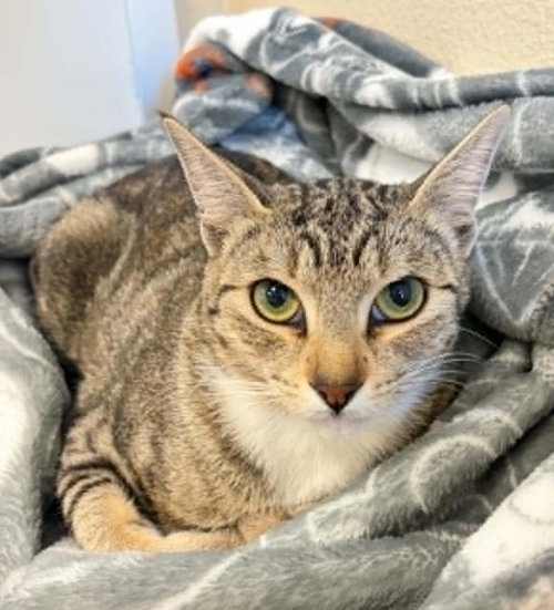 Crowley, a cat for adoption from Rockwall Animal Adoption Center