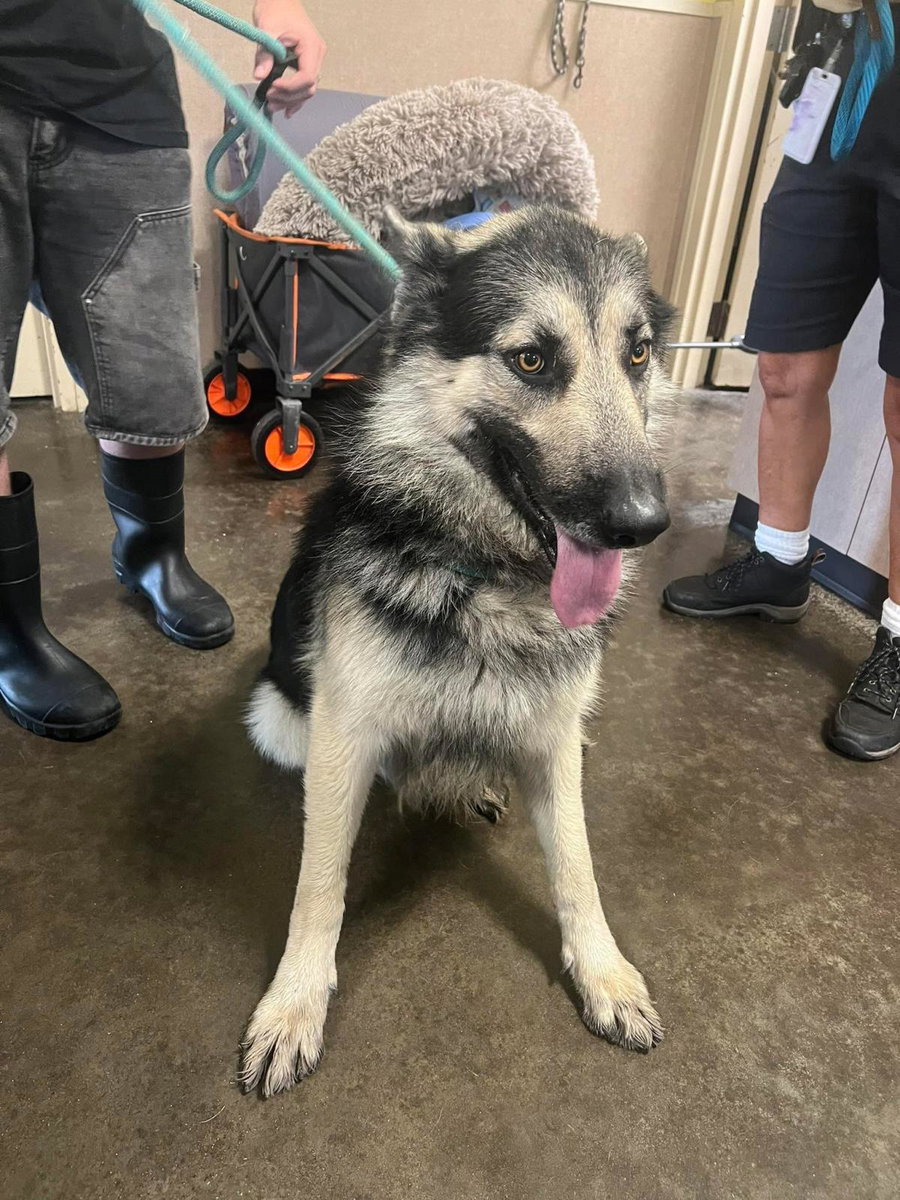 Found stray: Hendrix