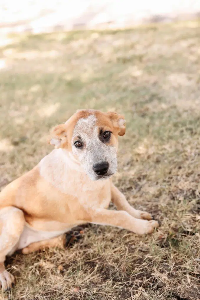 Polly - Black Mouth Cur/Australian Shepherd