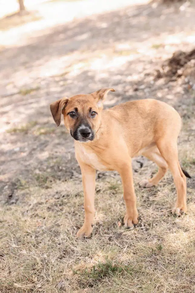 Ivy - Black Mouth Cur