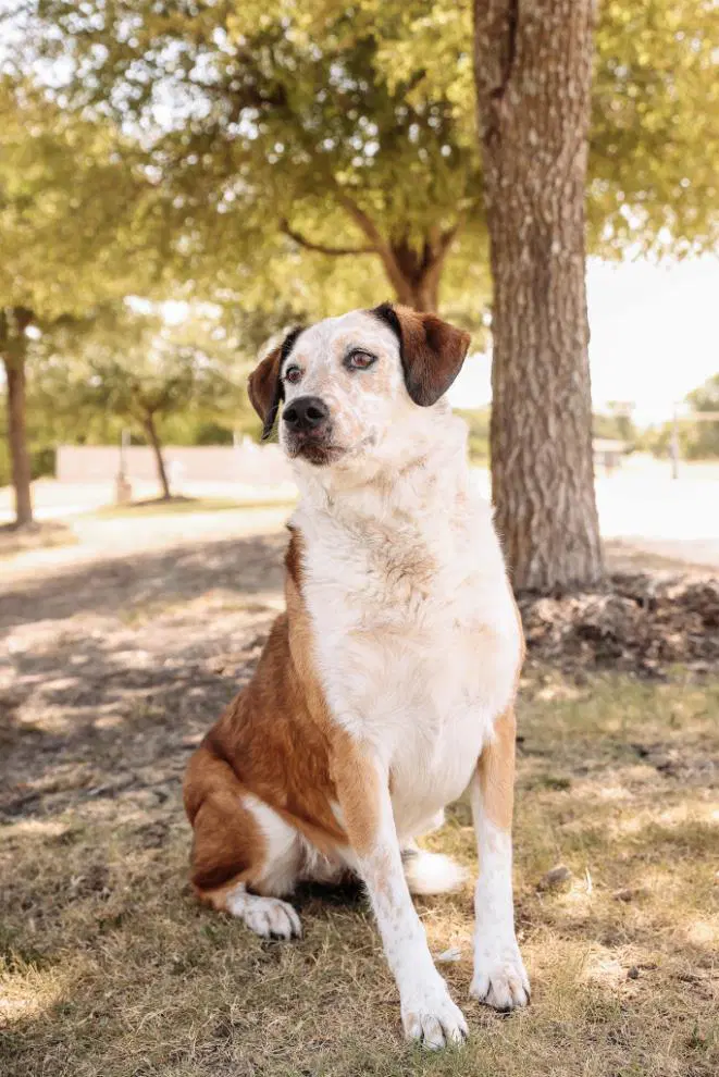 Maggie- In Foster - Australian Cattle Dog/Blue Heeler