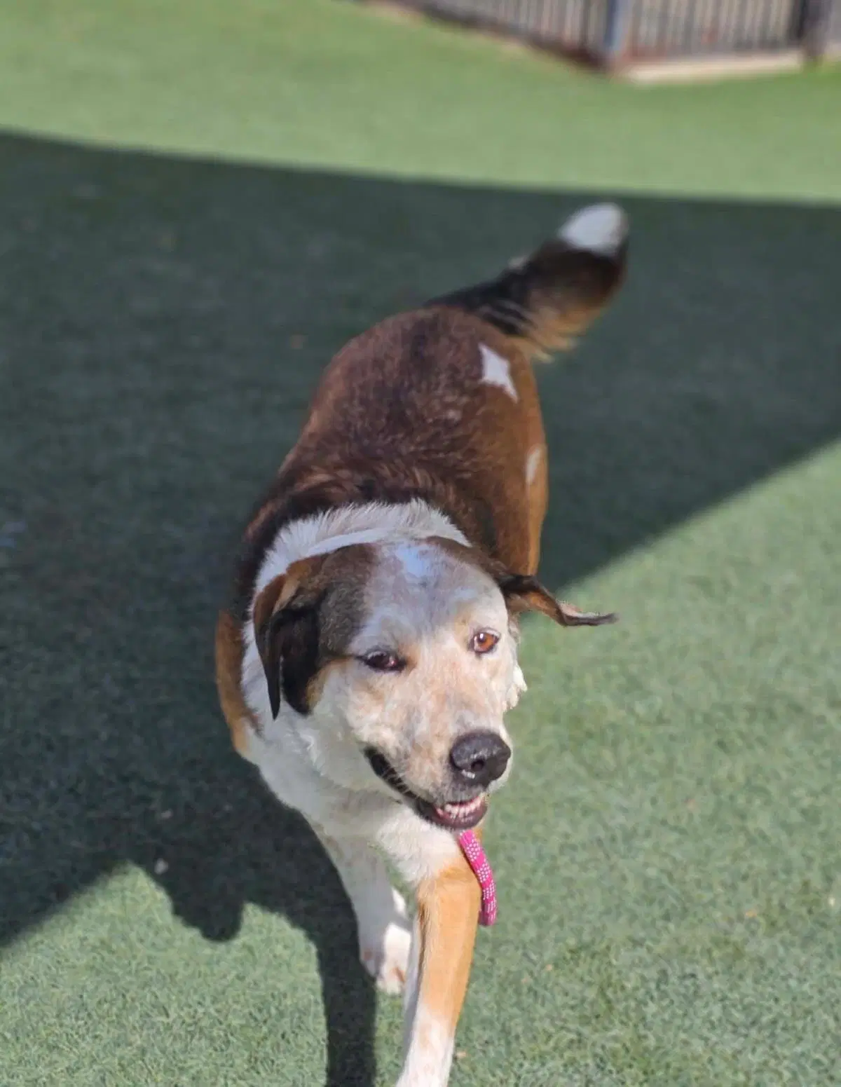 Maggie- In Foster image 3