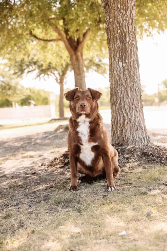Jake- In Foster - Australian Shepherd