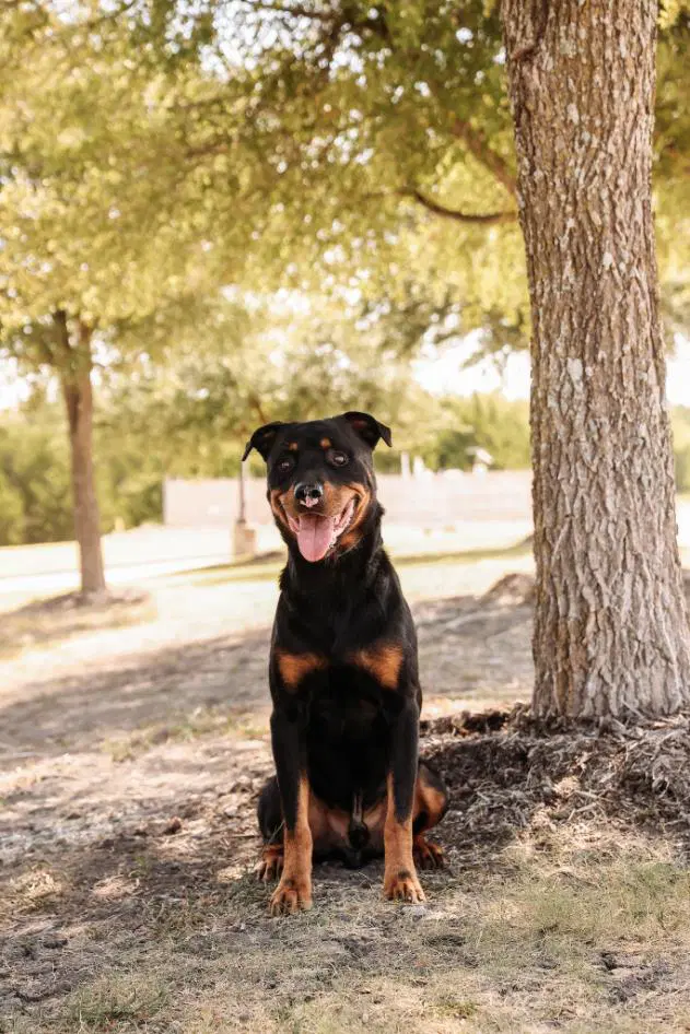 Found Stray Eragon - Rottweiler