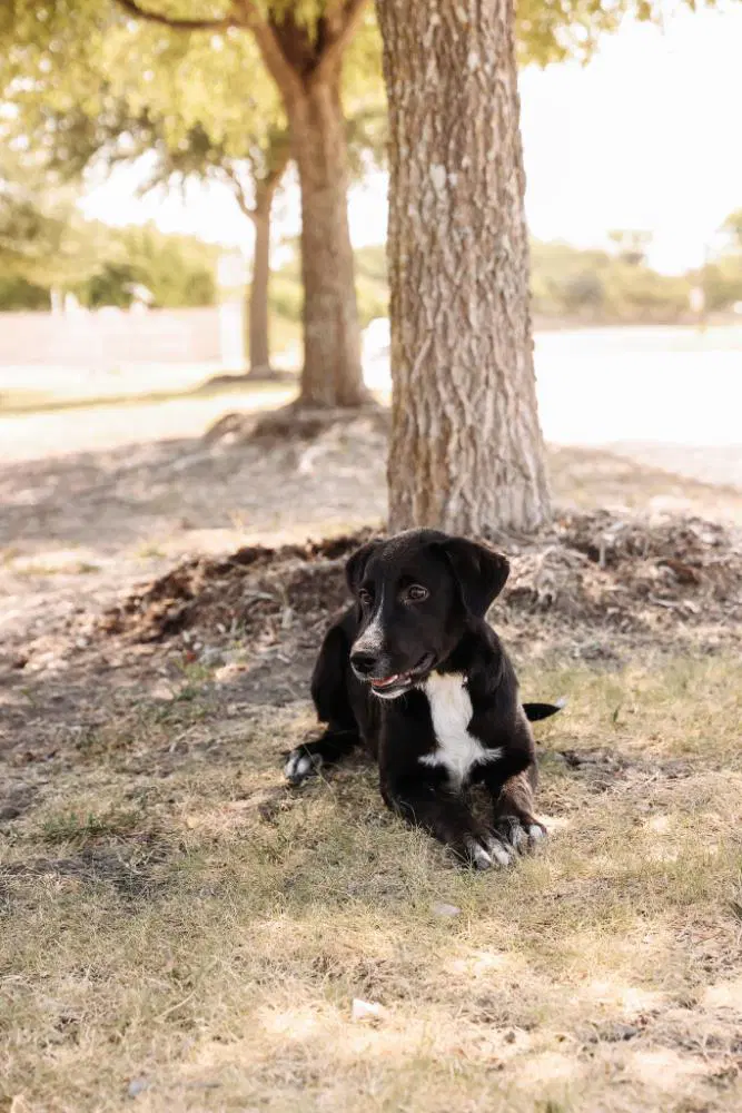 Found Stray Dixie - Flat-coated Retriever