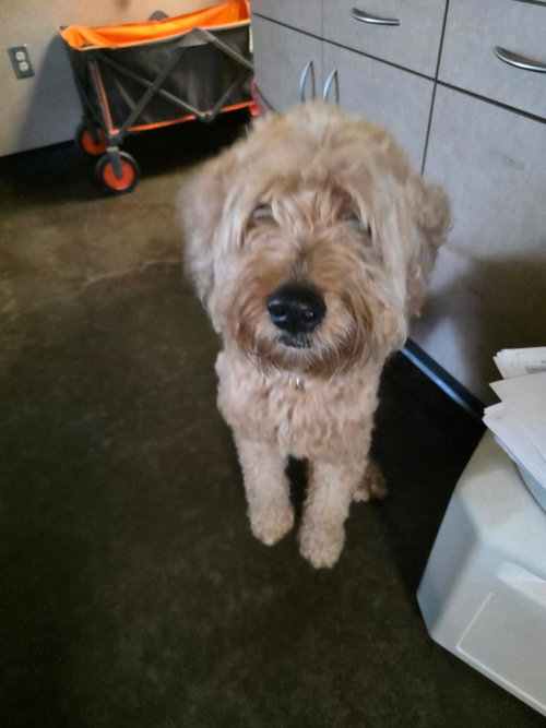 Found Stray: Taffy photo 2