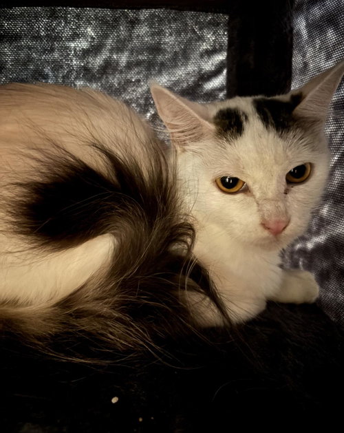 picture of the cat needing adoption