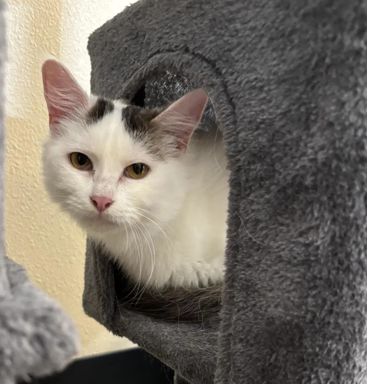 Sally - Domestic Medium Hair
