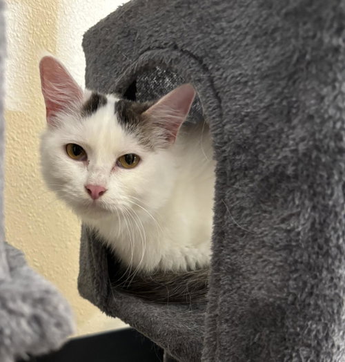 Sally-In Foster, a cat for adoption from Rockwall Animal Adoption Center