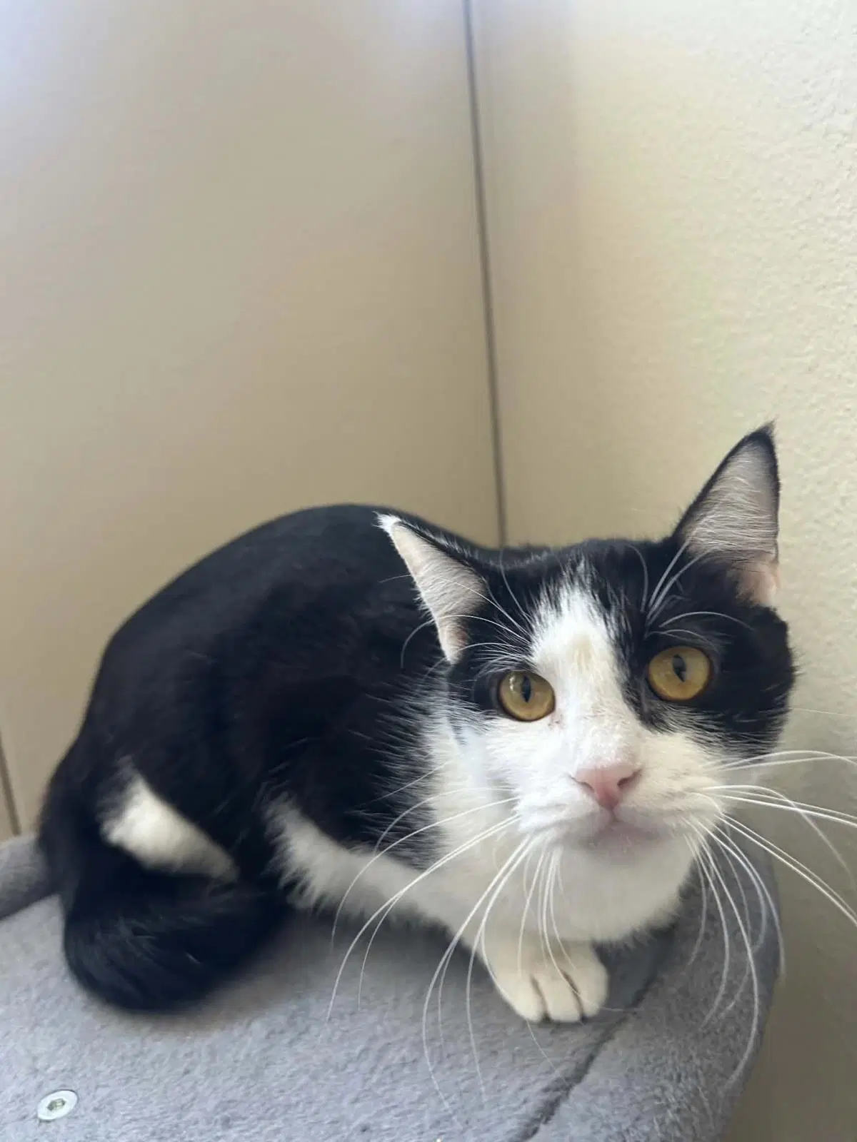 Cynthia - Domestic Medium Hair