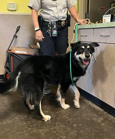 Found Stray: Garrick