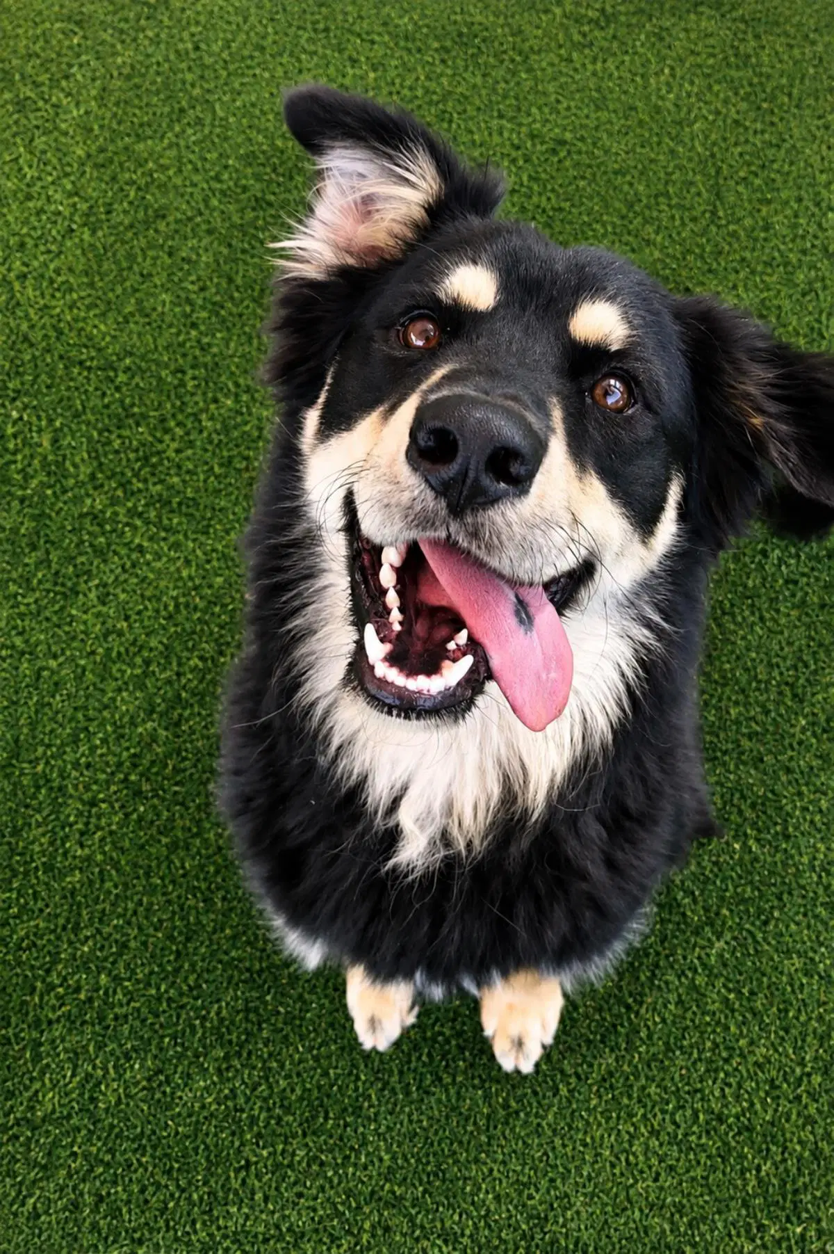 Found Stray Garrick - Australian Shepherd