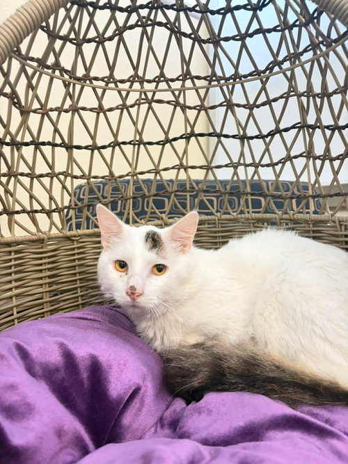 Barney, a cat for adoption from Rockwall Animal Adoption Center