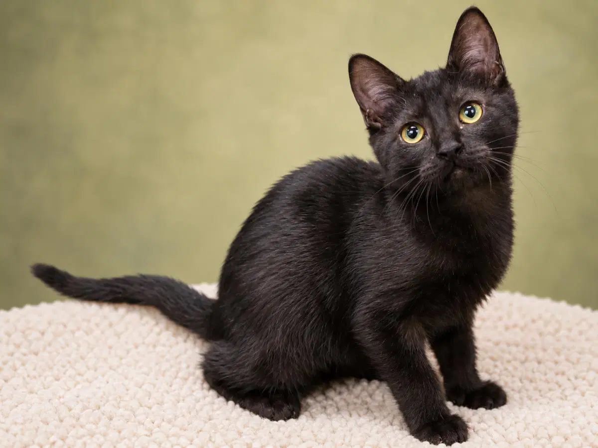 Nicole - Domestic Short Hair