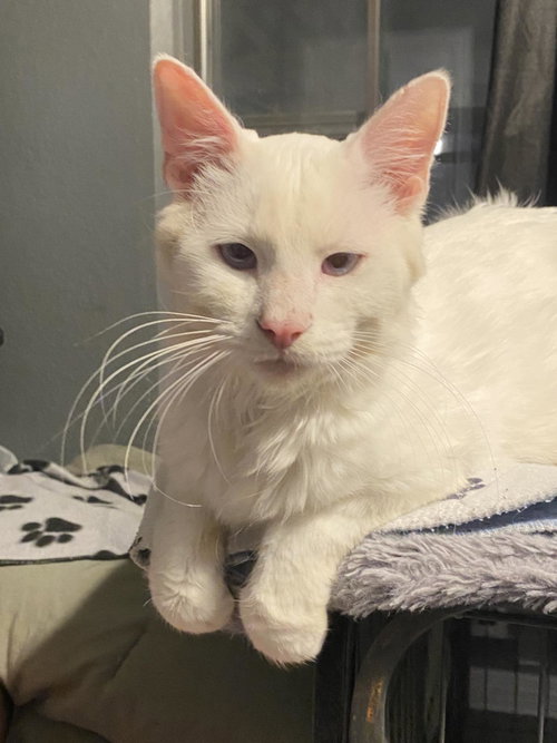 picture of the cat needing adoption