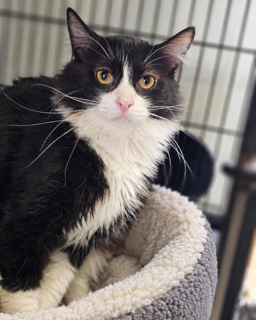 Julian, a cat for adoption from Rockwall Animal Adoption Center