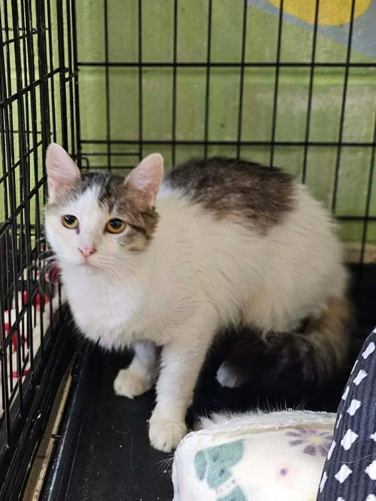 Wilma - Domestic Medium Hair