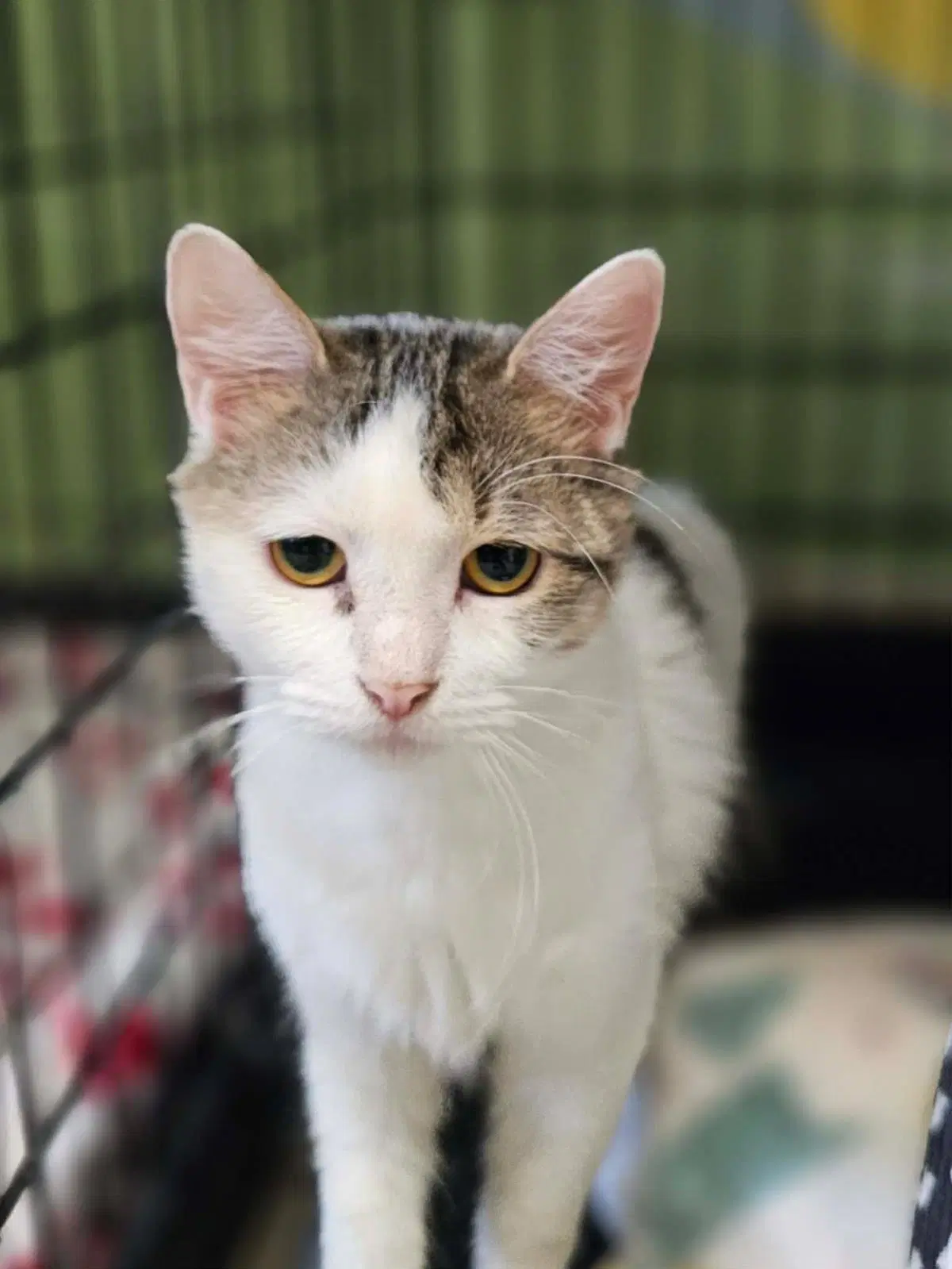 Wilma image 4