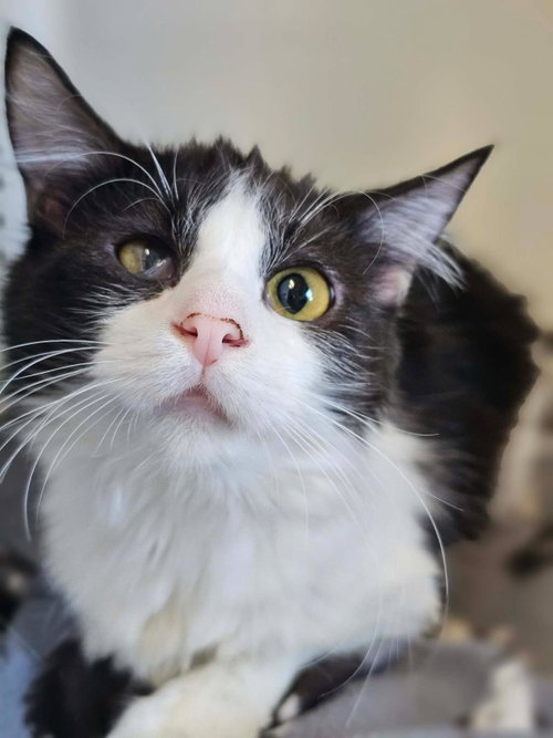 William, a cat for adoption from Rockwall Animal Adoption Center