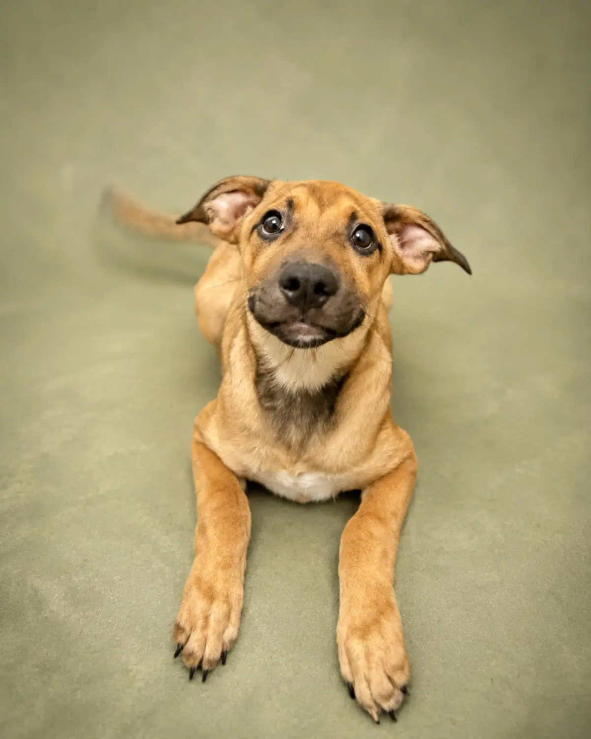 Found Stray Duncan - Black Mouth Cur