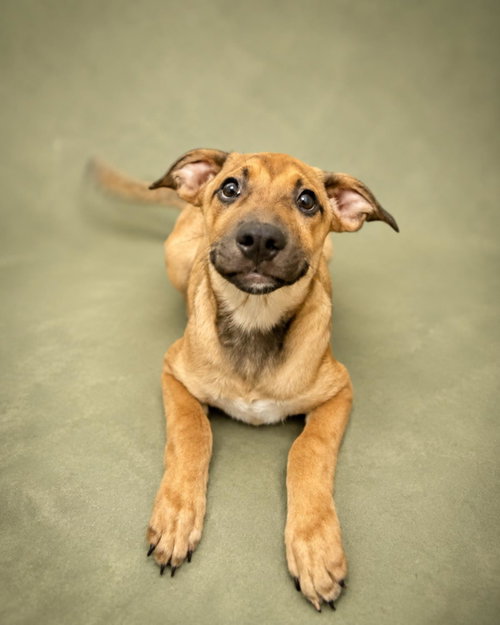 picture of the dog needing adoption