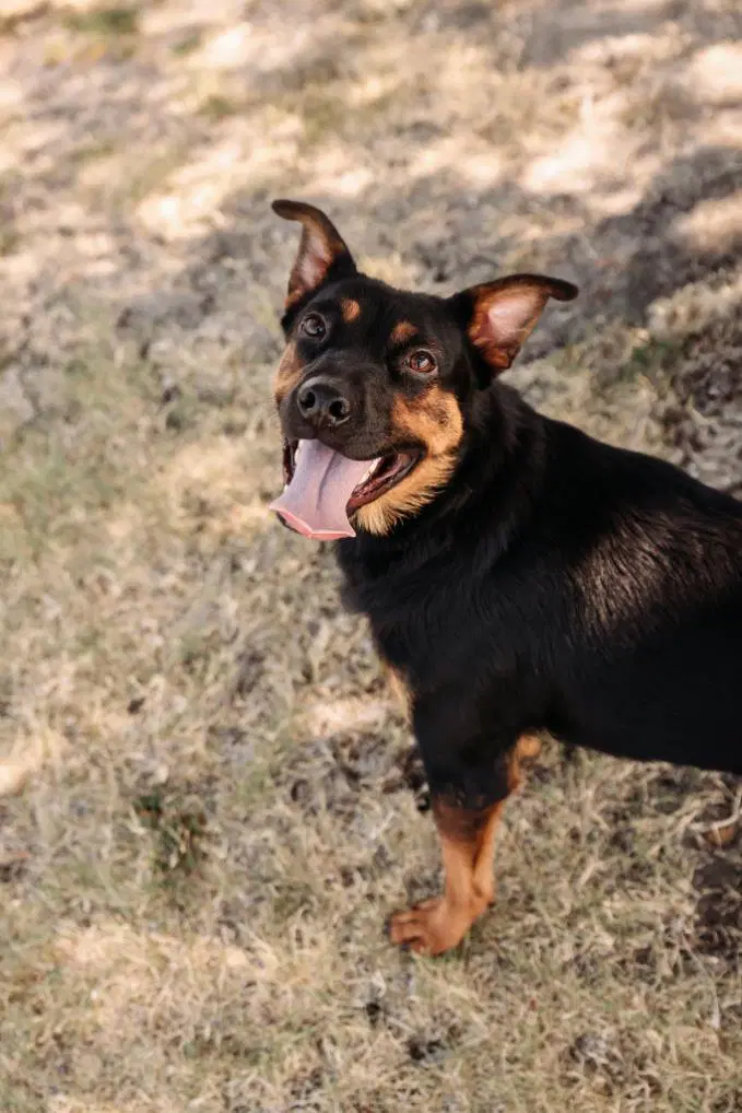 Found Stray Sugar - Australian Kelpie