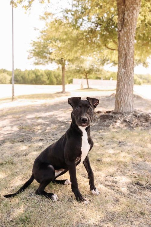 picture of the dog needing adoption