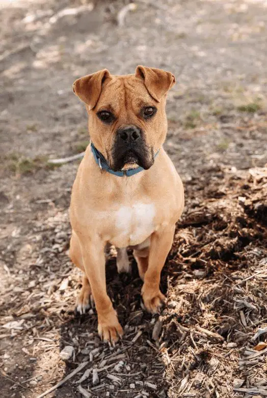 Buster - Boxer