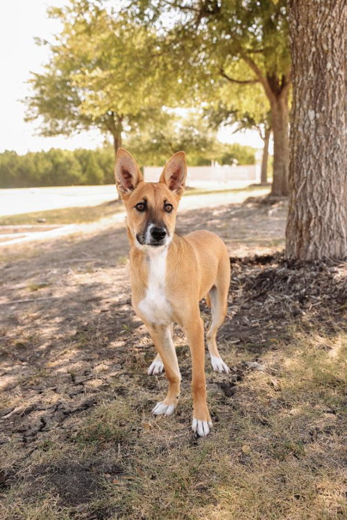 picture of the dog needing adoption