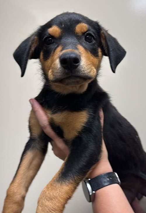 picture of the dog needing adoption
