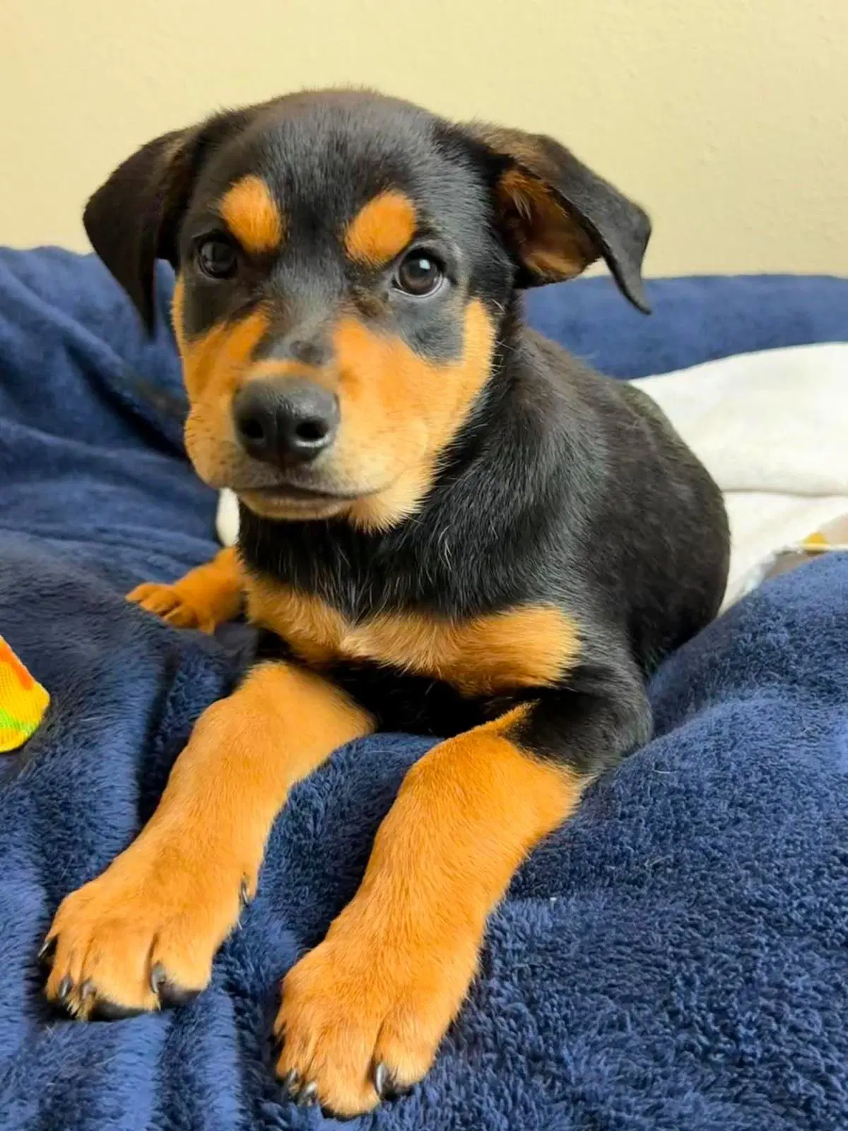 Found Stray Rose - Rottweiler