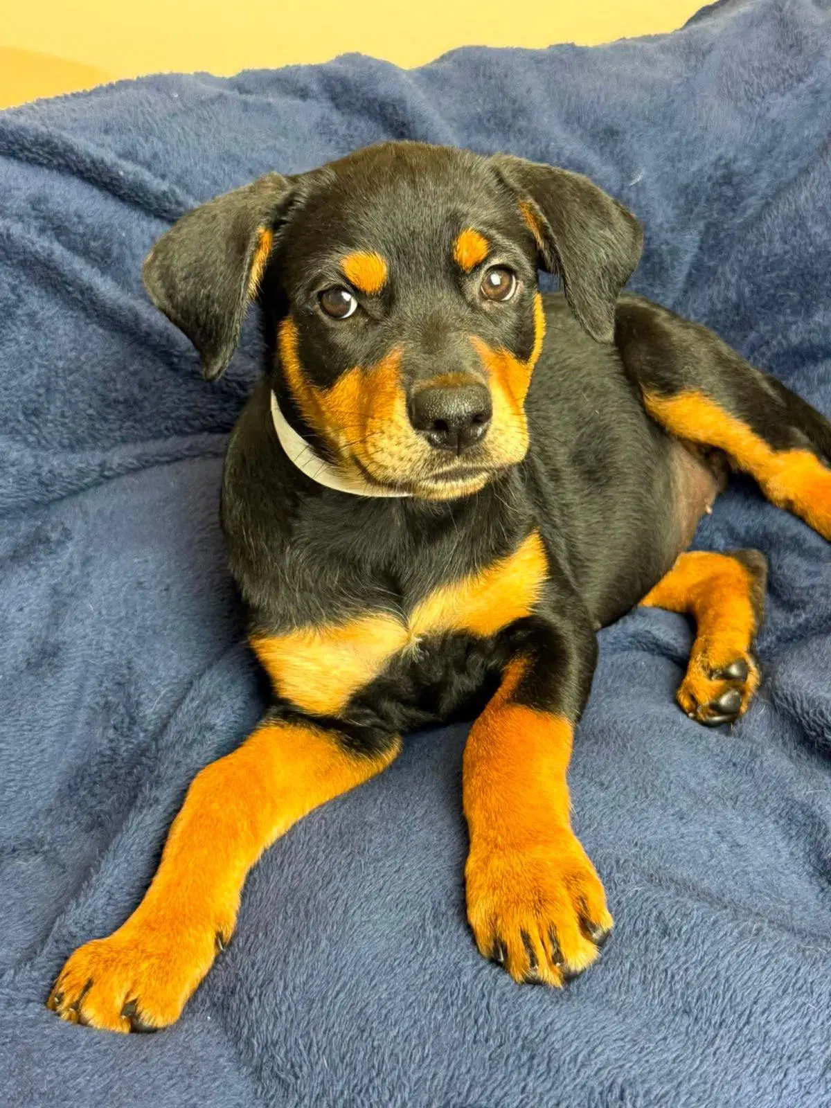 Found Stray Orchid - Rottweiler