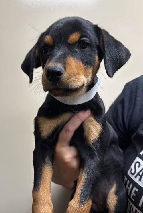 picture of the dog needing adoption