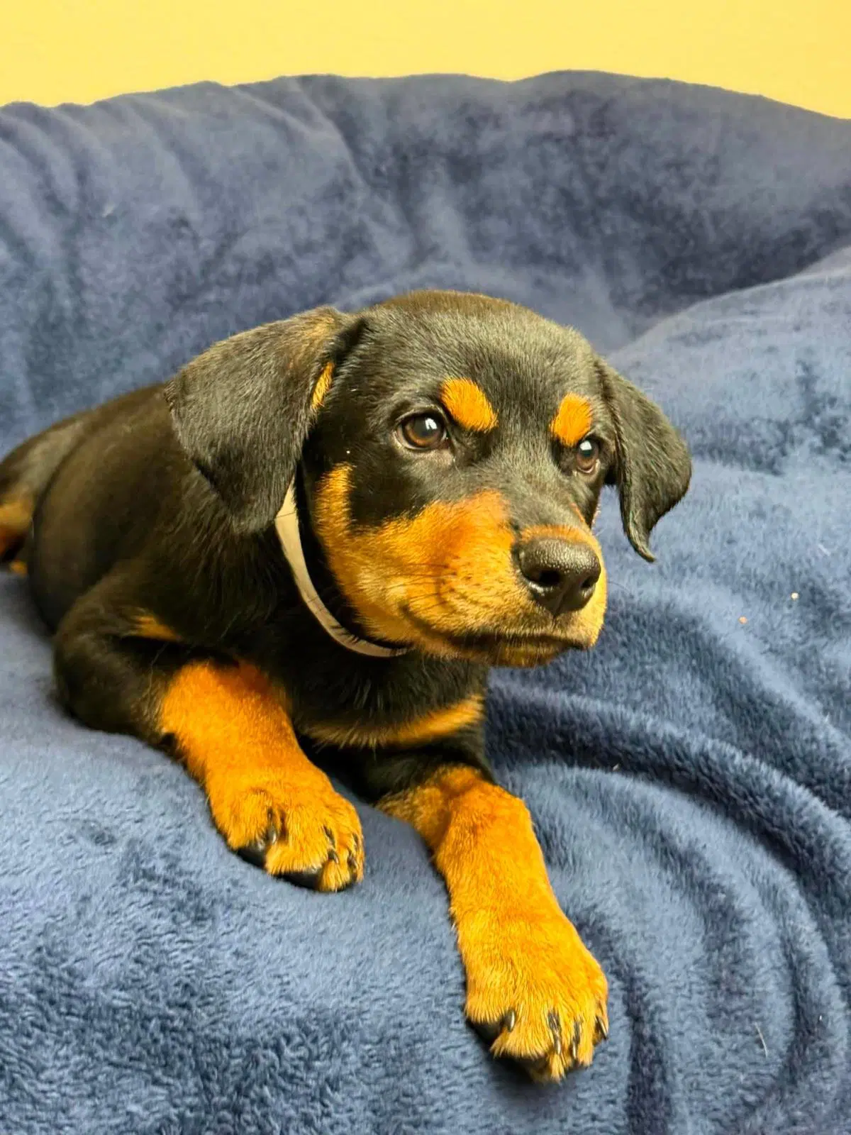 Found Stray Tulip - Rottweiler