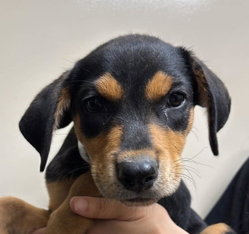picture of the dog needing adoption