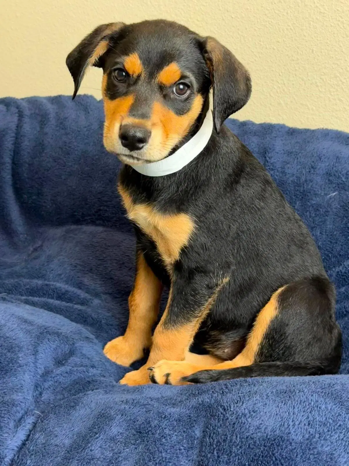 Found Stray Blossom - Rottweiler