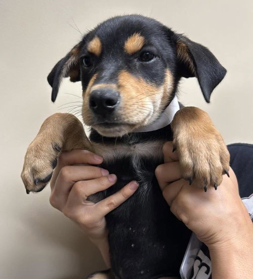 picture of the dog needing adoption