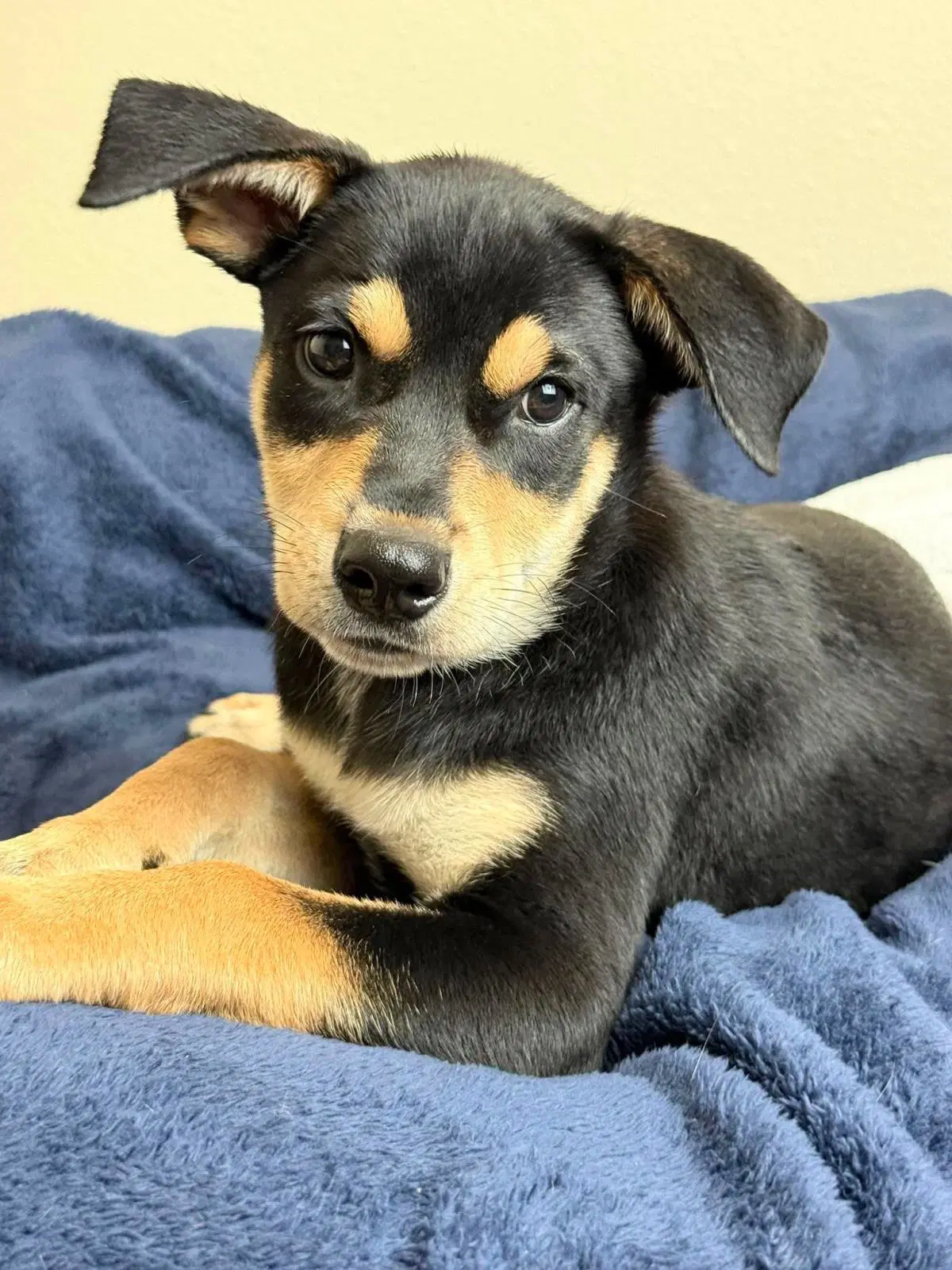 Found Stray Sprout - Rottweiler