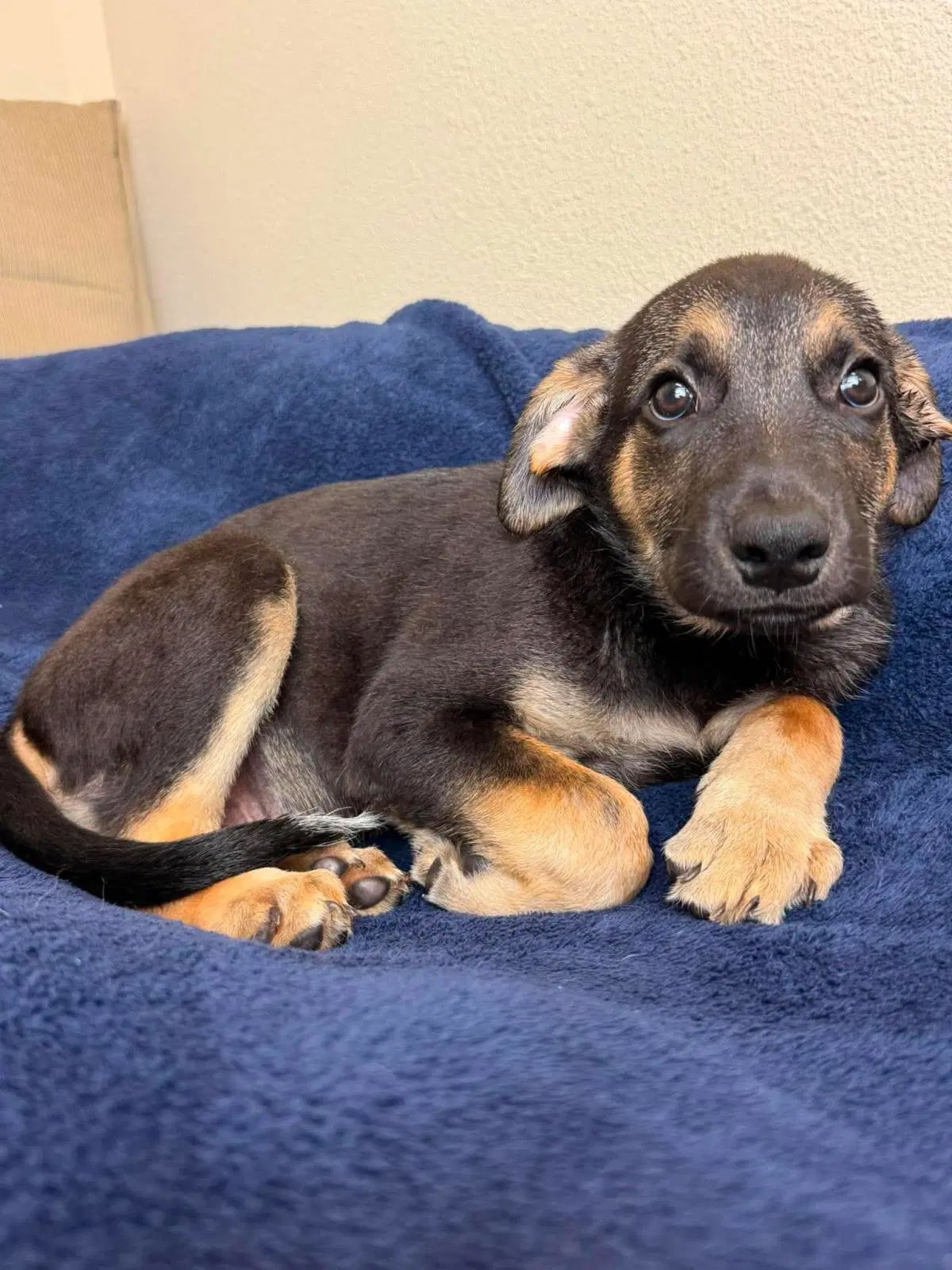 Found Stray Groot - Rottweiler