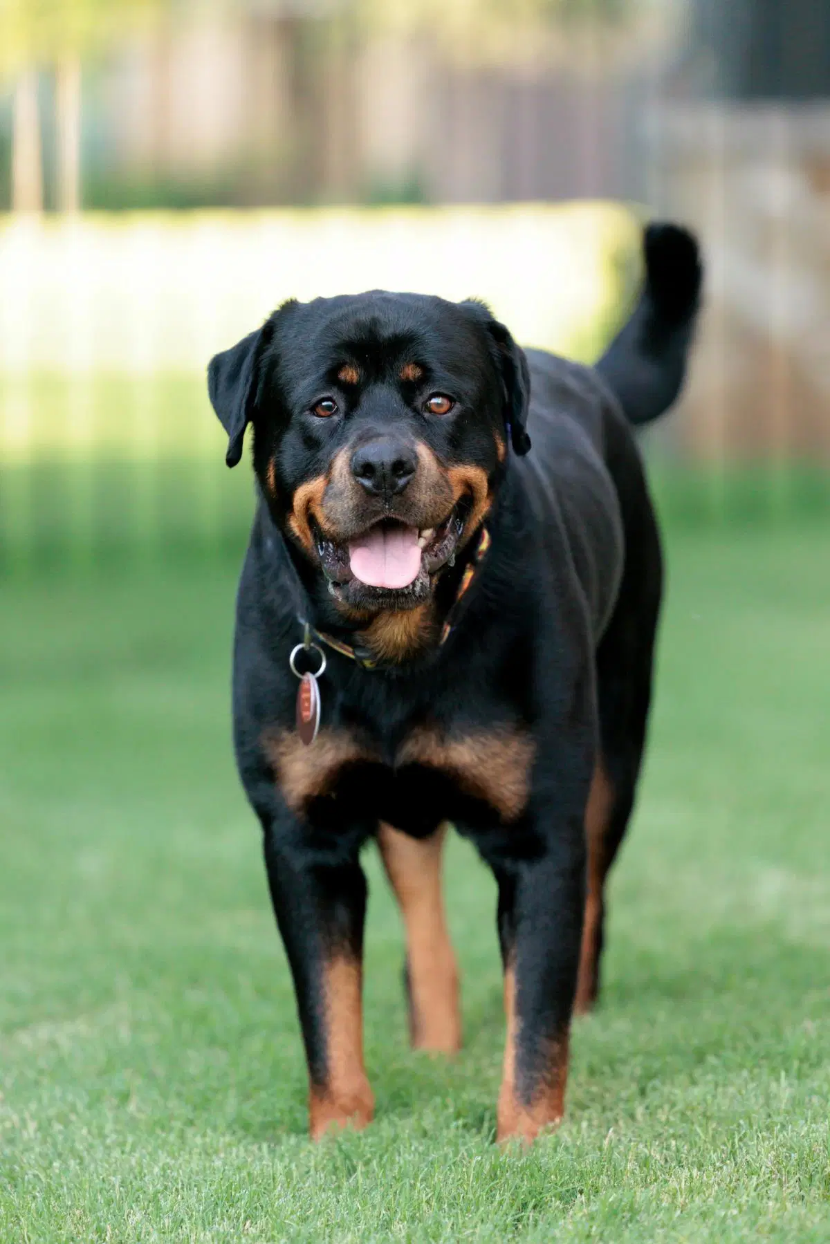 Maria-In Foster - Rottweiler