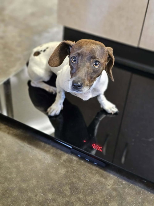 picture of the dog needing adoption