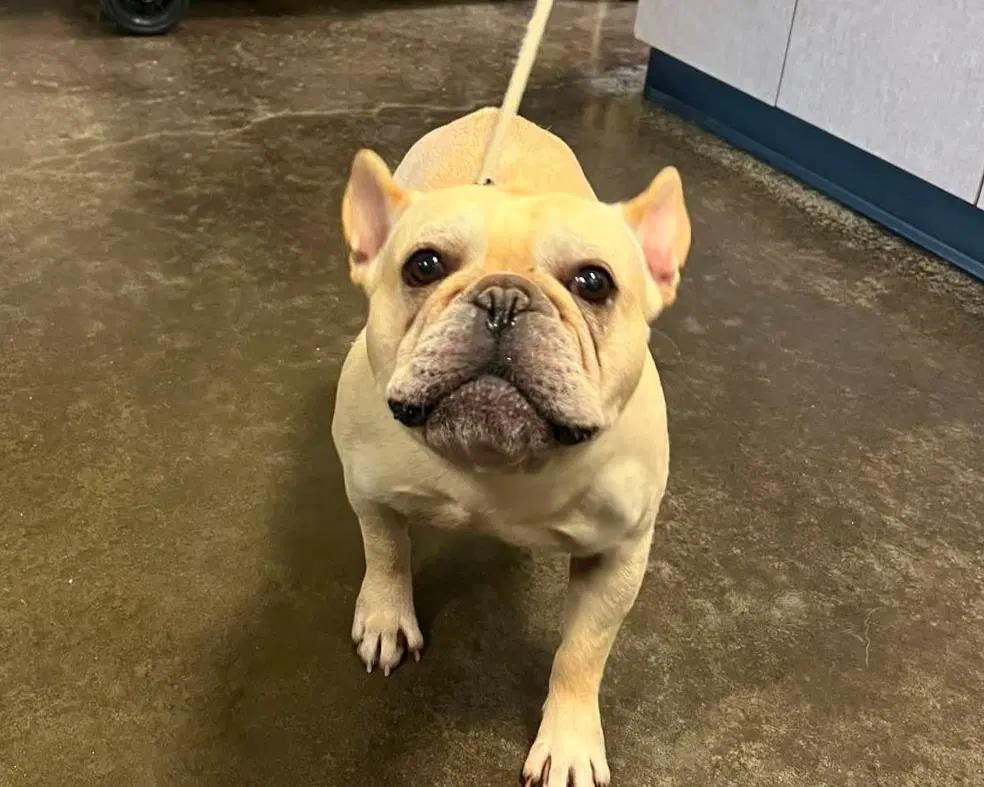 Kobe - French Bulldog
