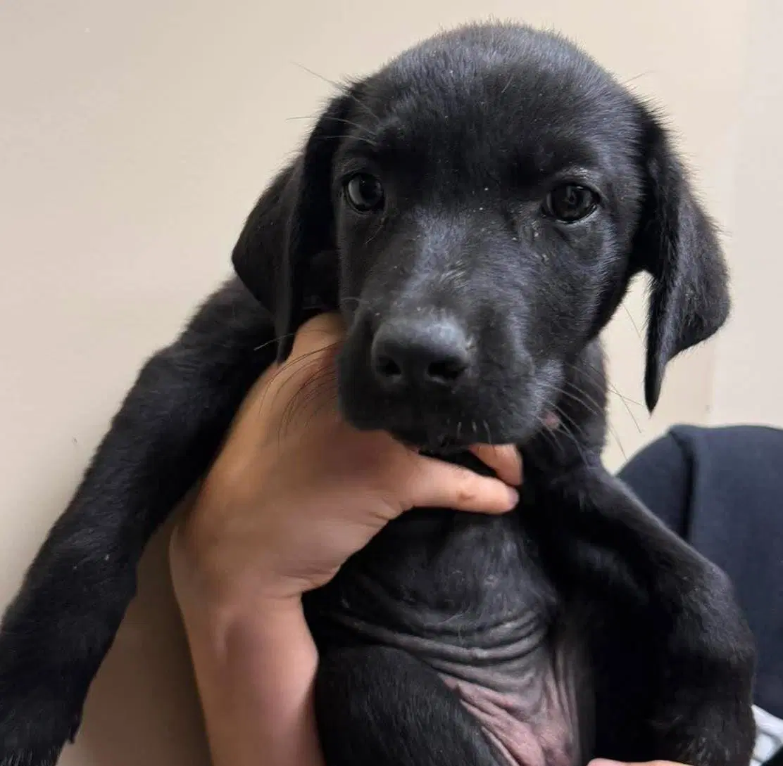 Lily - Rottweiler
