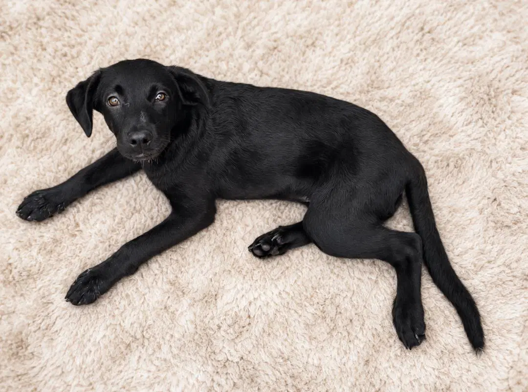 Lily - Labrador Retriever