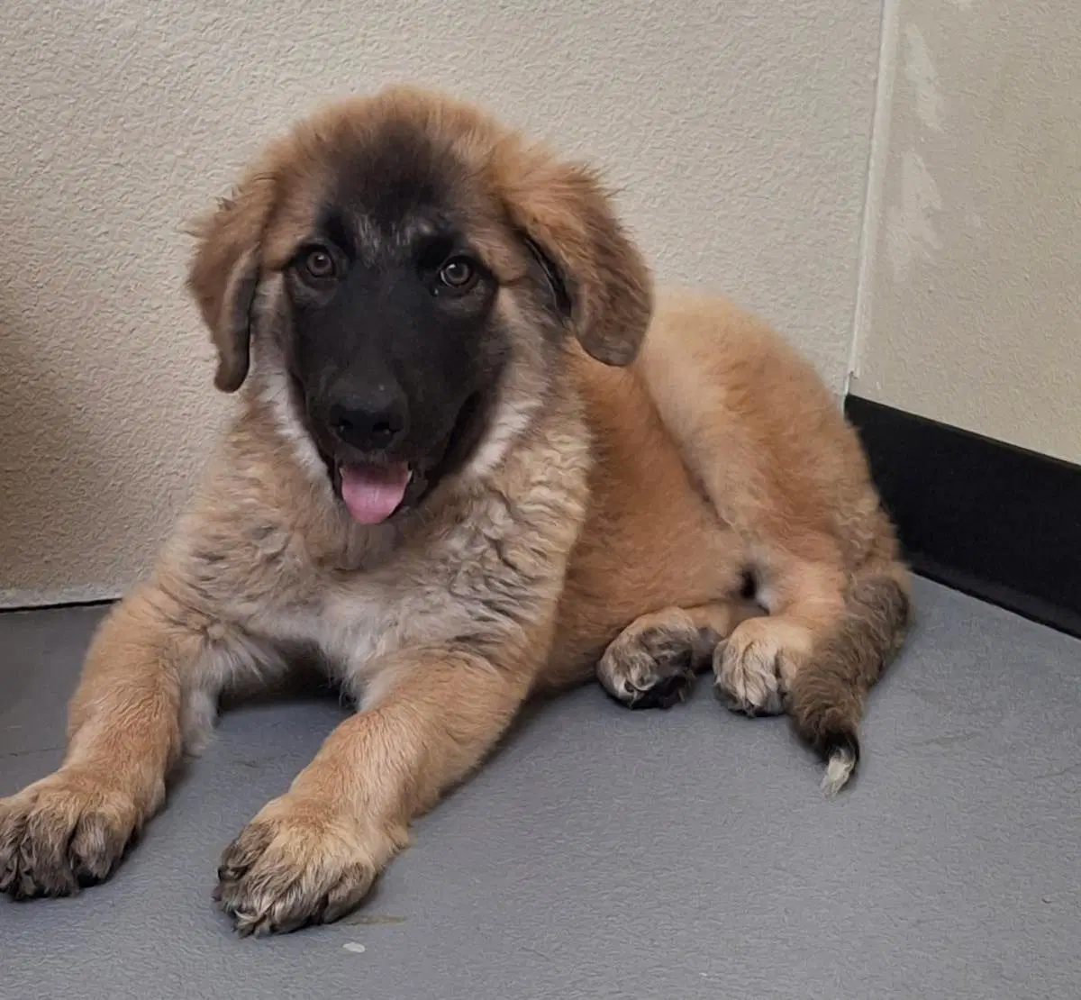 Found Stray Joshua - Anatolian Shepherd