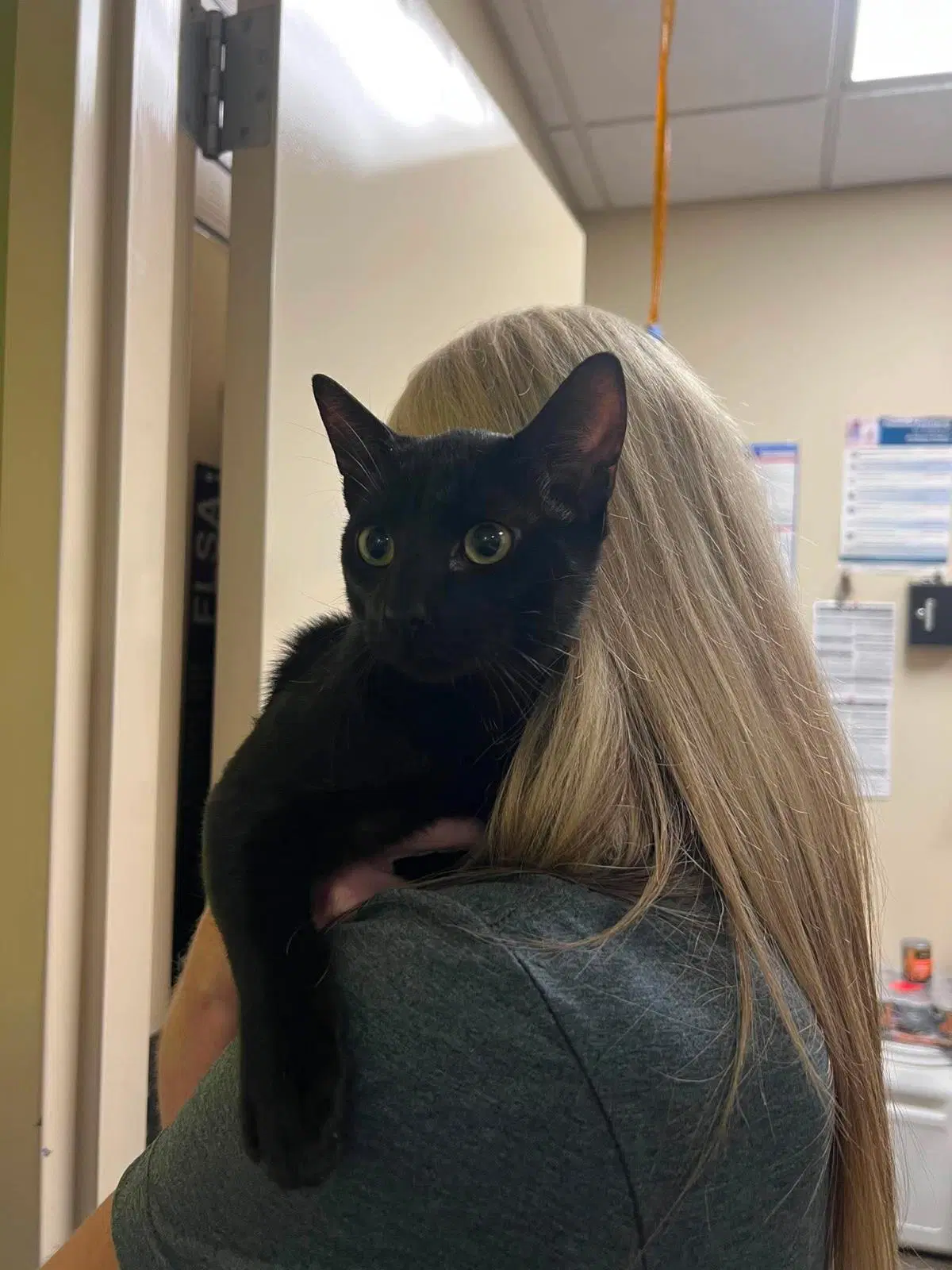 Dean - Domestic Short Hair