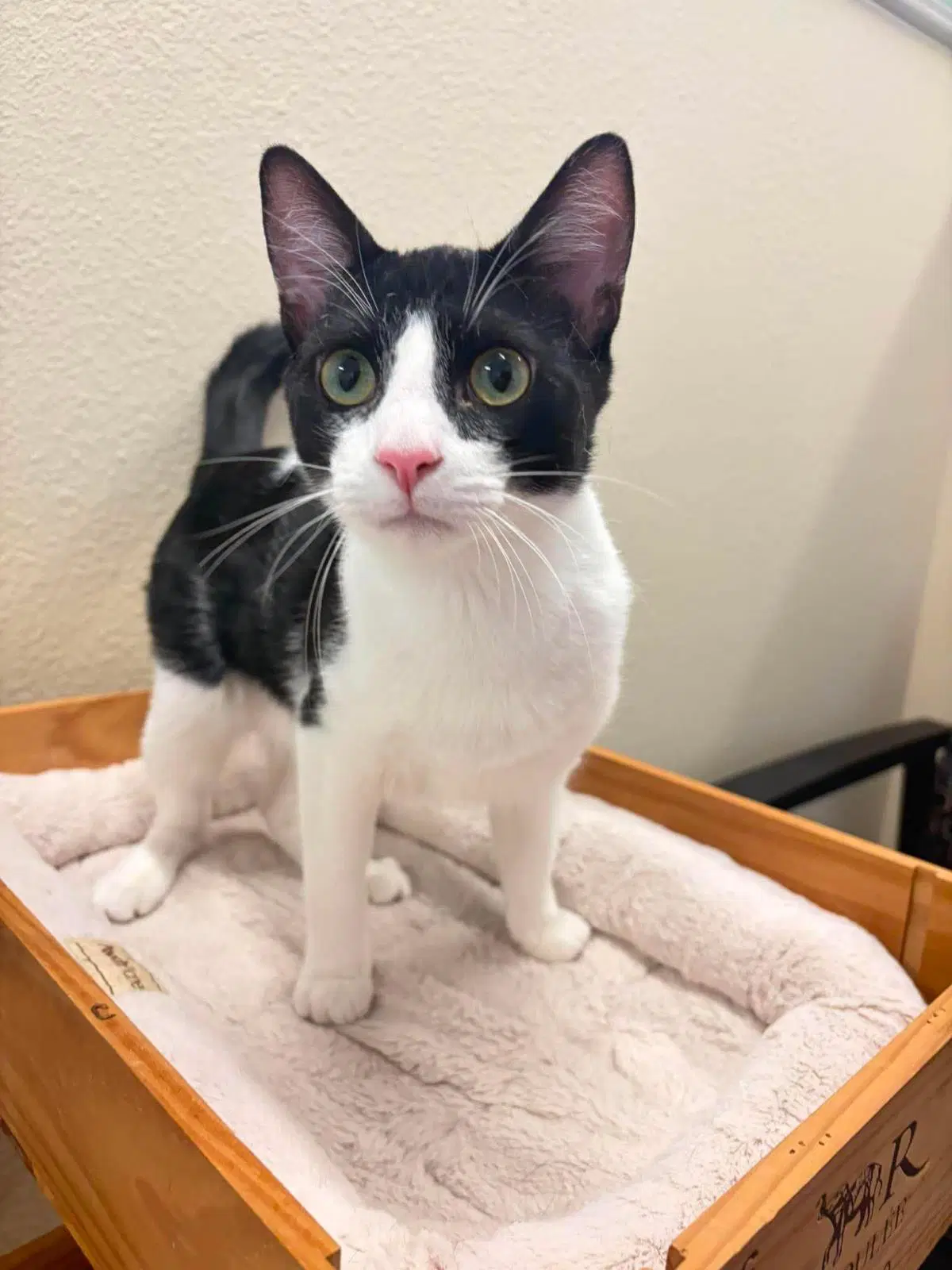 Sam - Domestic Short Hair