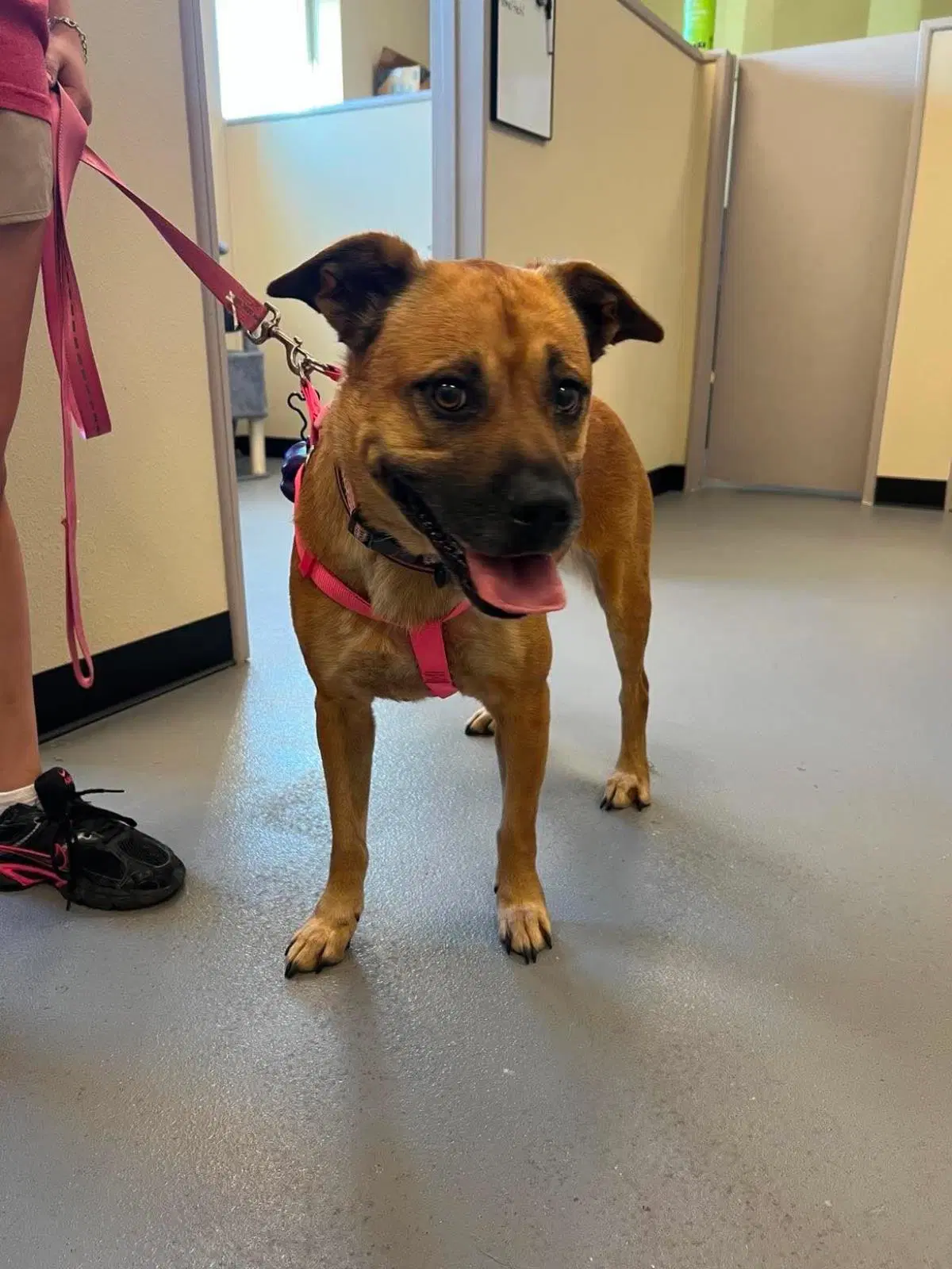 Honey- In Foster - Black Mouth Cur