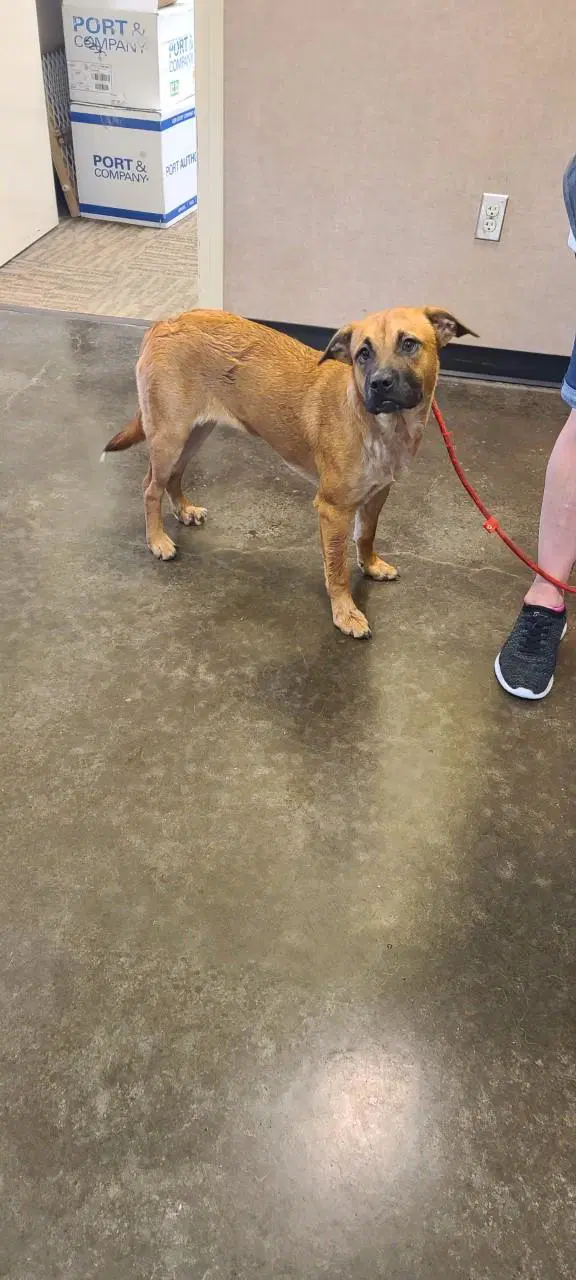 Honey- In Foster image 4