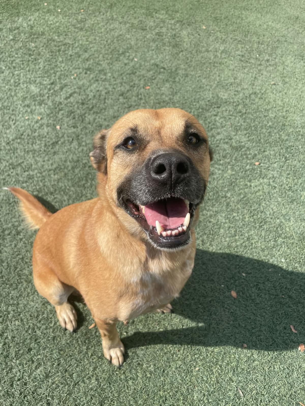 Honey- In Foster